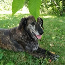 Vaz